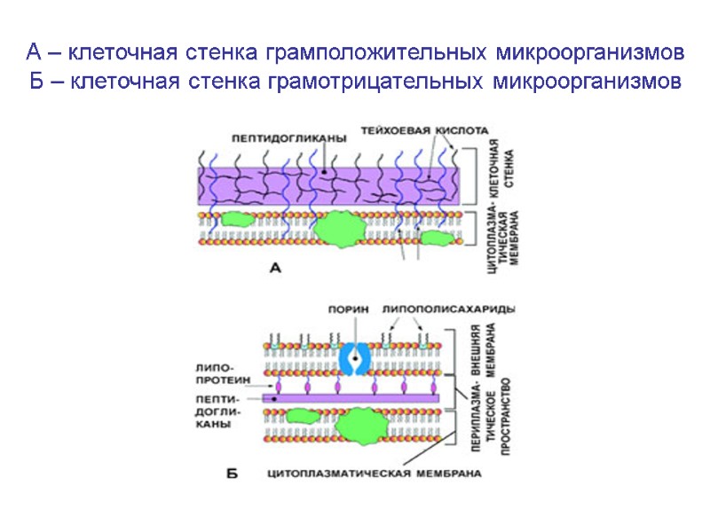 А – клеточная стенка грамположительных микроорганизмов Б – клеточная стенка грамотрицательных микроорганизмов